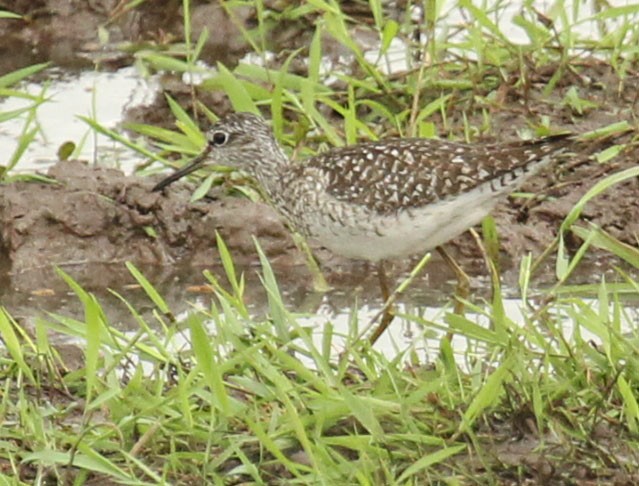 Wood Sandpiper - Cathy Sheeter