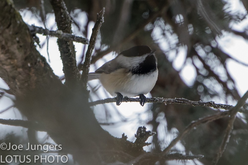 Black-capped Chickadee - Joe Jungers