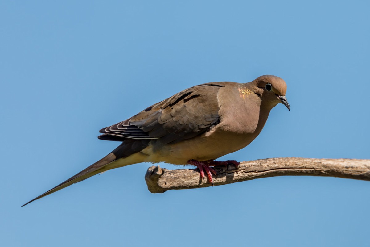 Mourning Dove - ML237326981