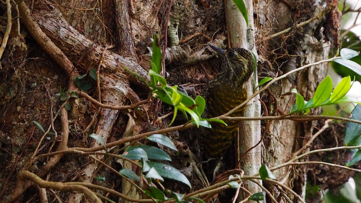 White-spotted Woodpecker - ML237327841