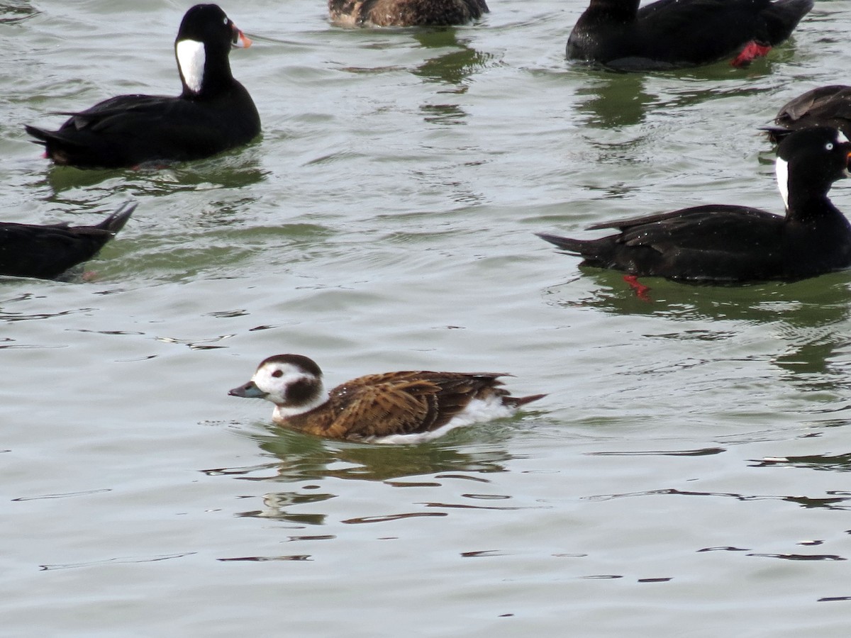 Long-tailed Duck - ML237328011