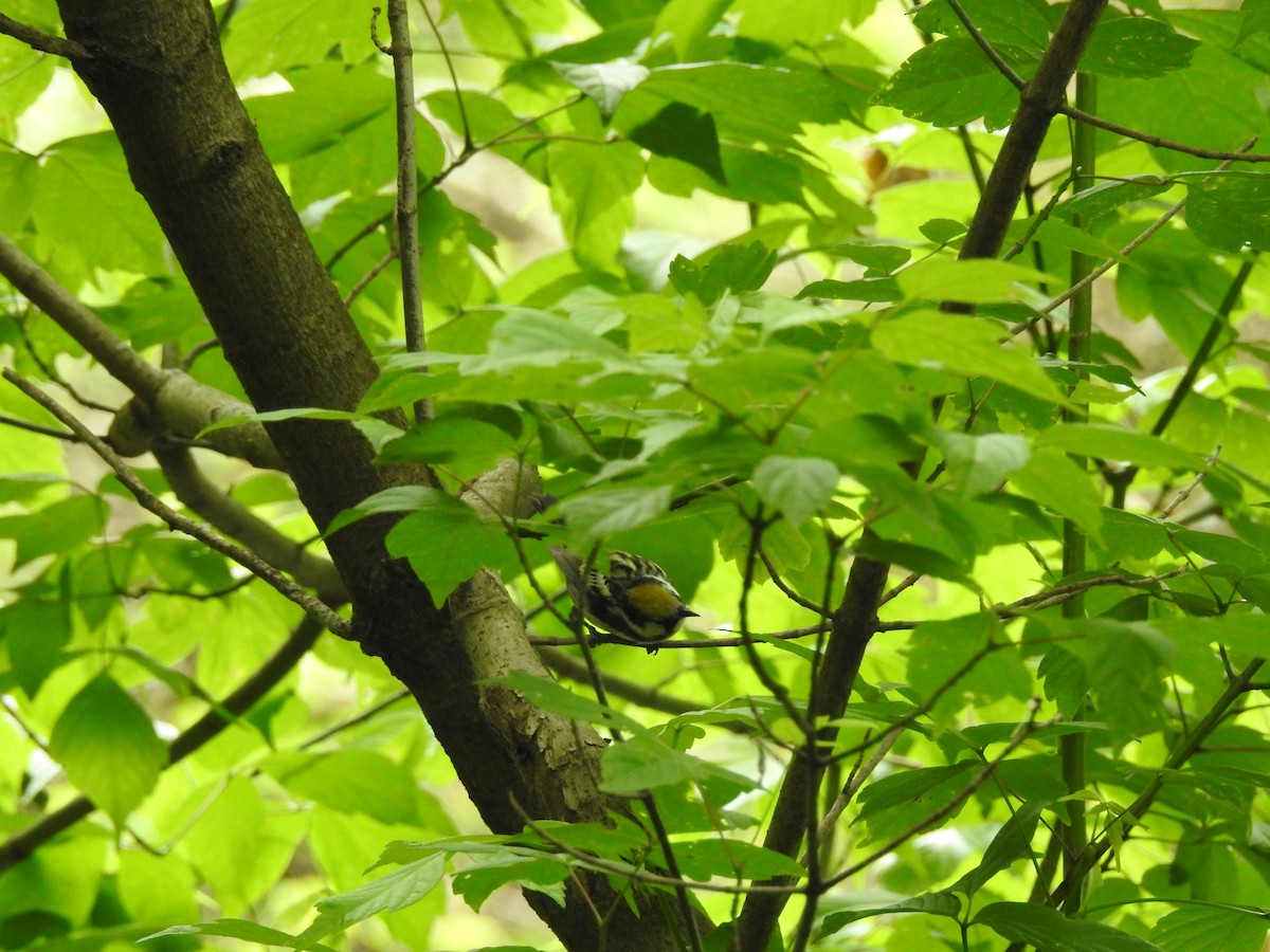 Chestnut-sided Warbler - ML237328491