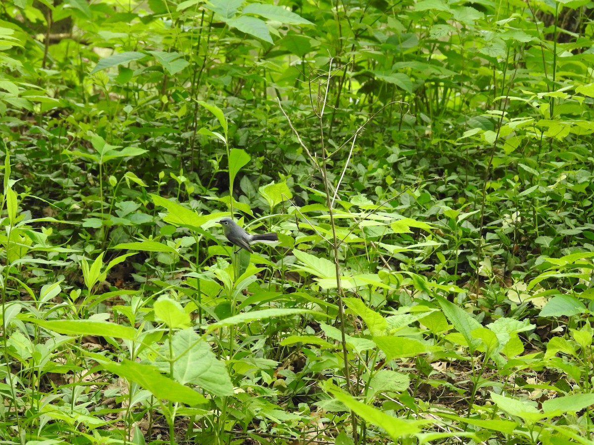 Blue-gray Gnatcatcher - ML237328641