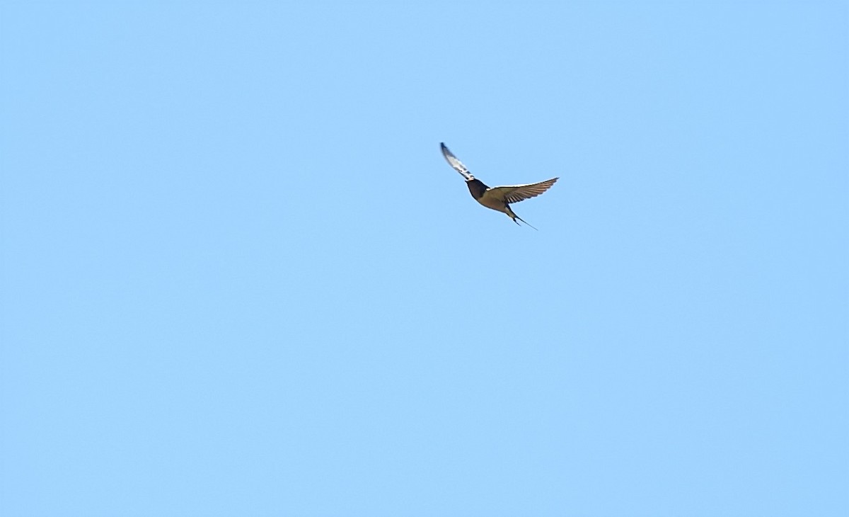 Barn Swallow - Vincent Glasser