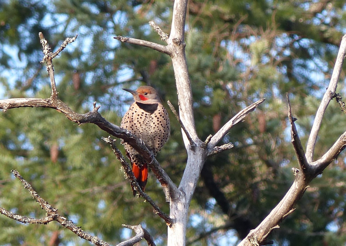 Northern Flicker - ML23732891