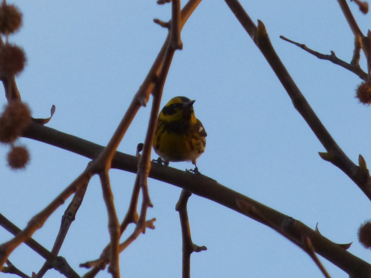 Townsend's Warbler - ML23732961