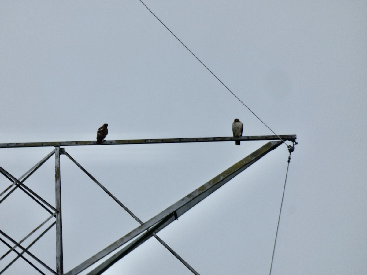 Red-tailed Hawk - ML237330301