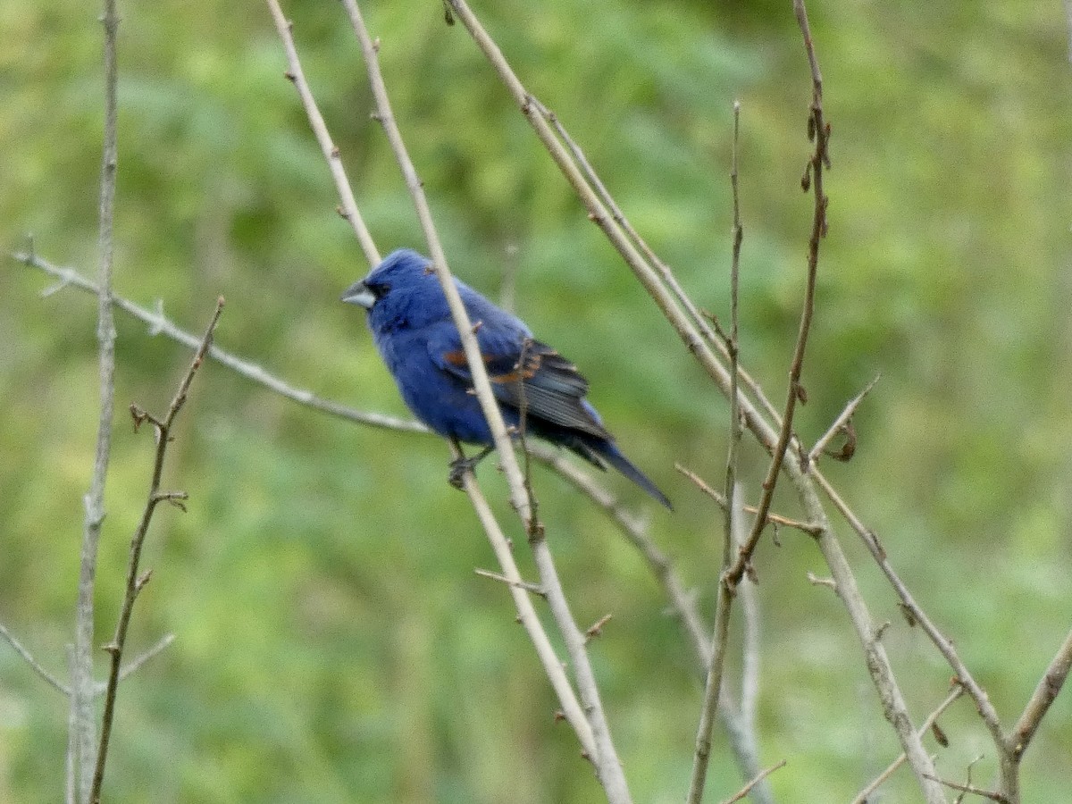 Blue Grosbeak - ML237330501