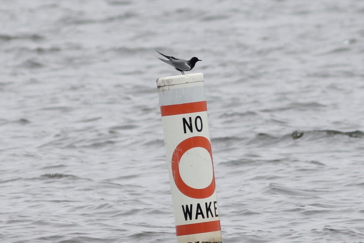 Black Tern - ML237330871
