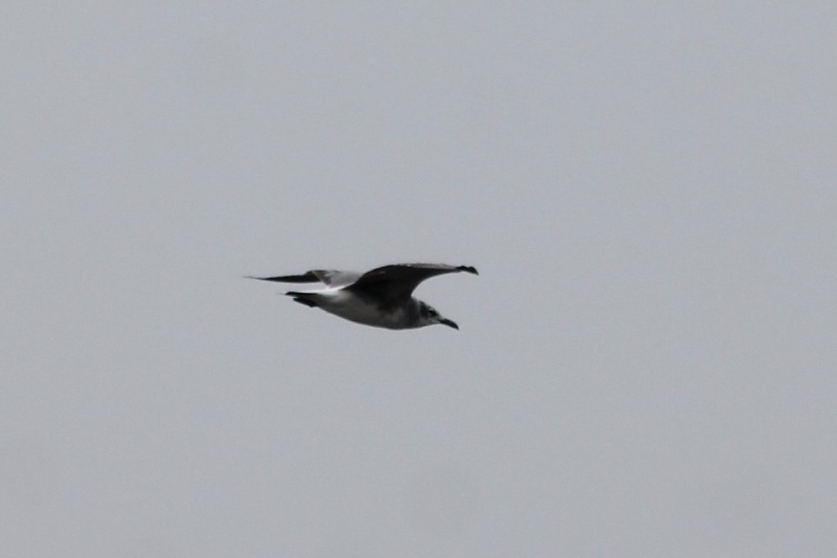 Laughing Gull - ML237330931