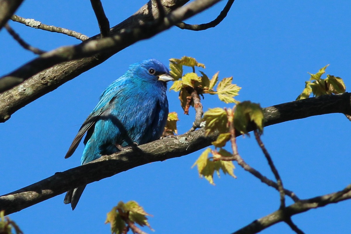 Passerin indigo - ML237331181