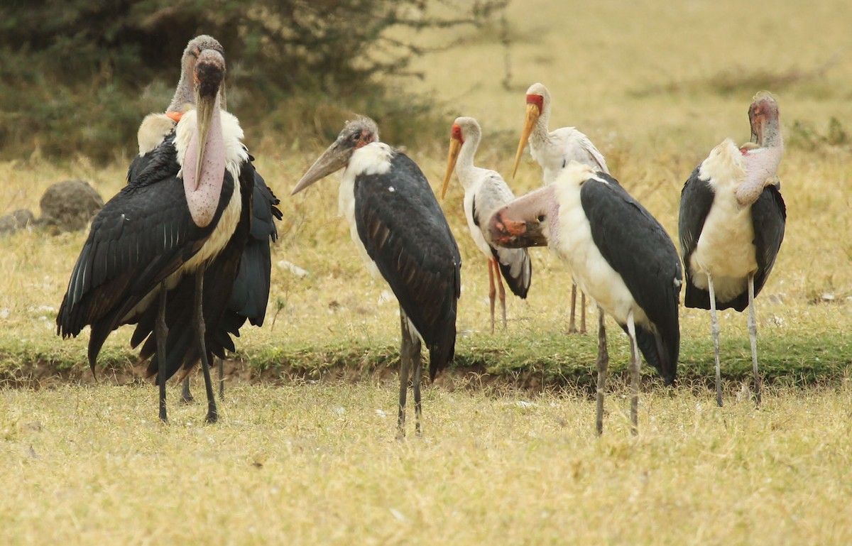 Marabou Stork - ML237331261