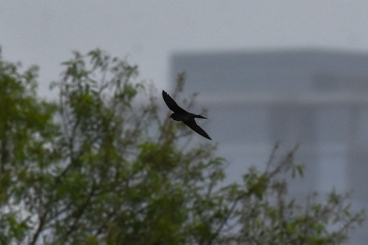 Purple Martin - ML237331291