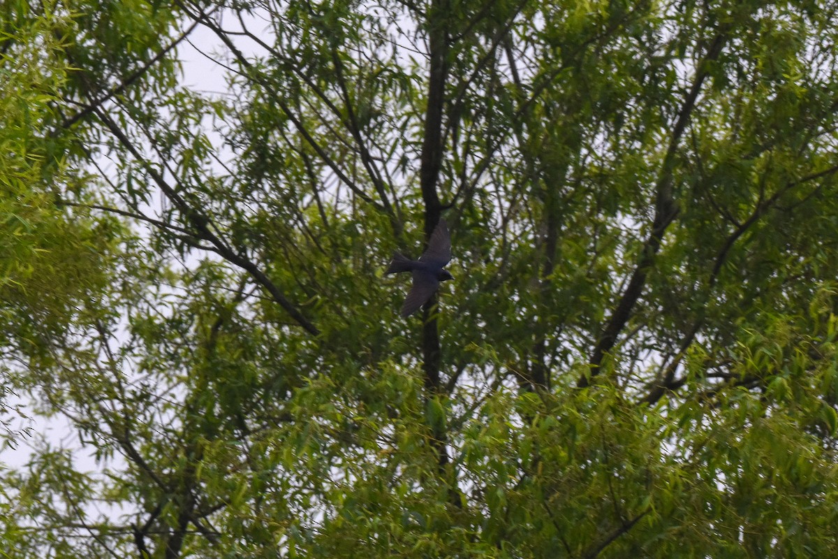 Purple Martin - ML237331301