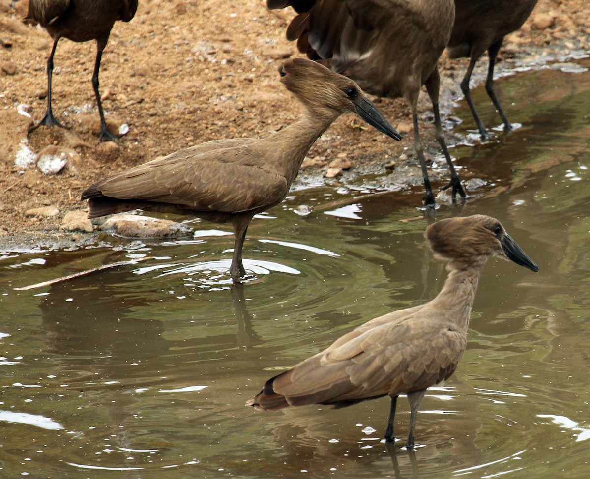 Hamerkop - Cathy Sheeter