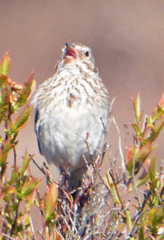 Vesper Sparrow - ML237331951