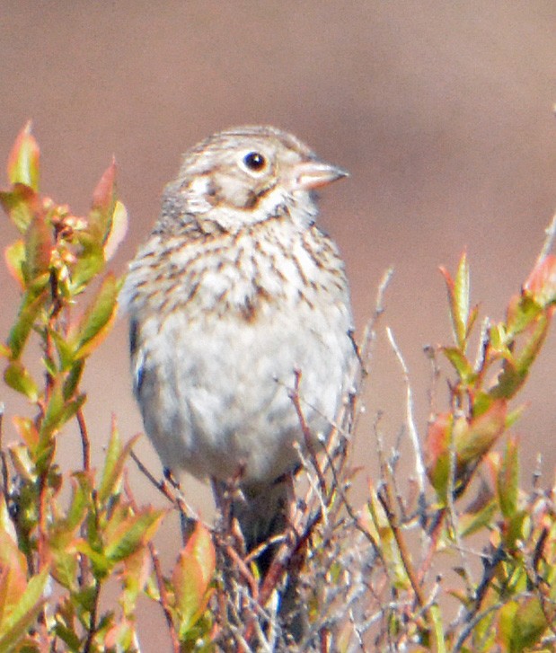 Vesper Sparrow - ML237331961