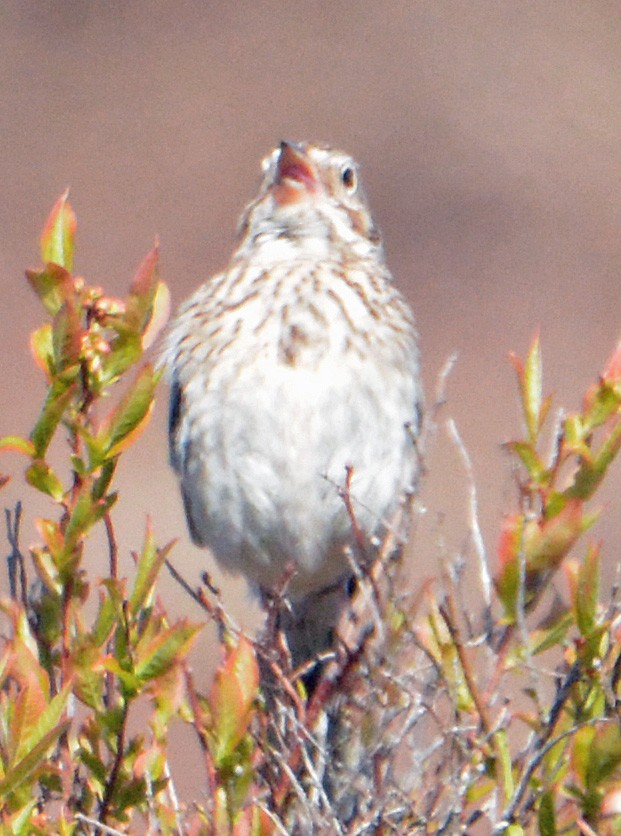 Vesper Sparrow - ML237331971