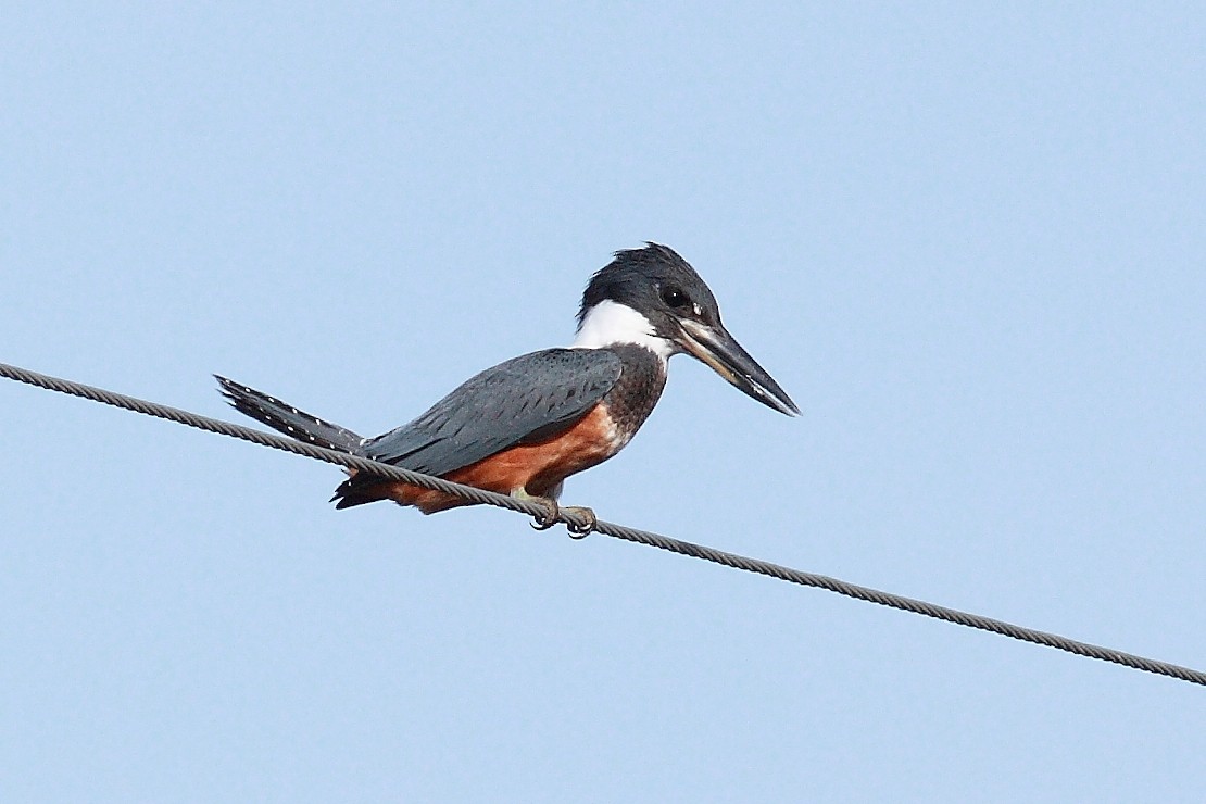 Ringed Kingfisher - ML237332141