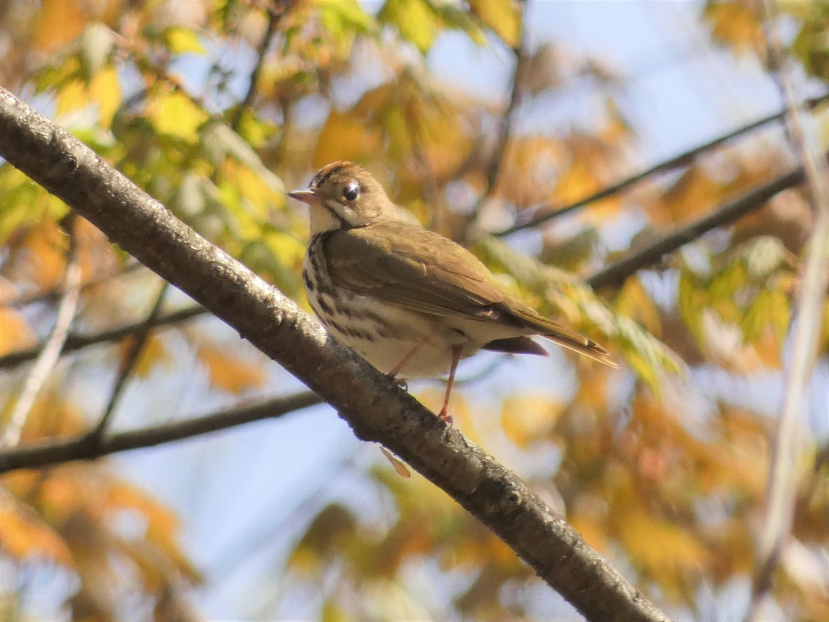 Ovenbird - ML237332261