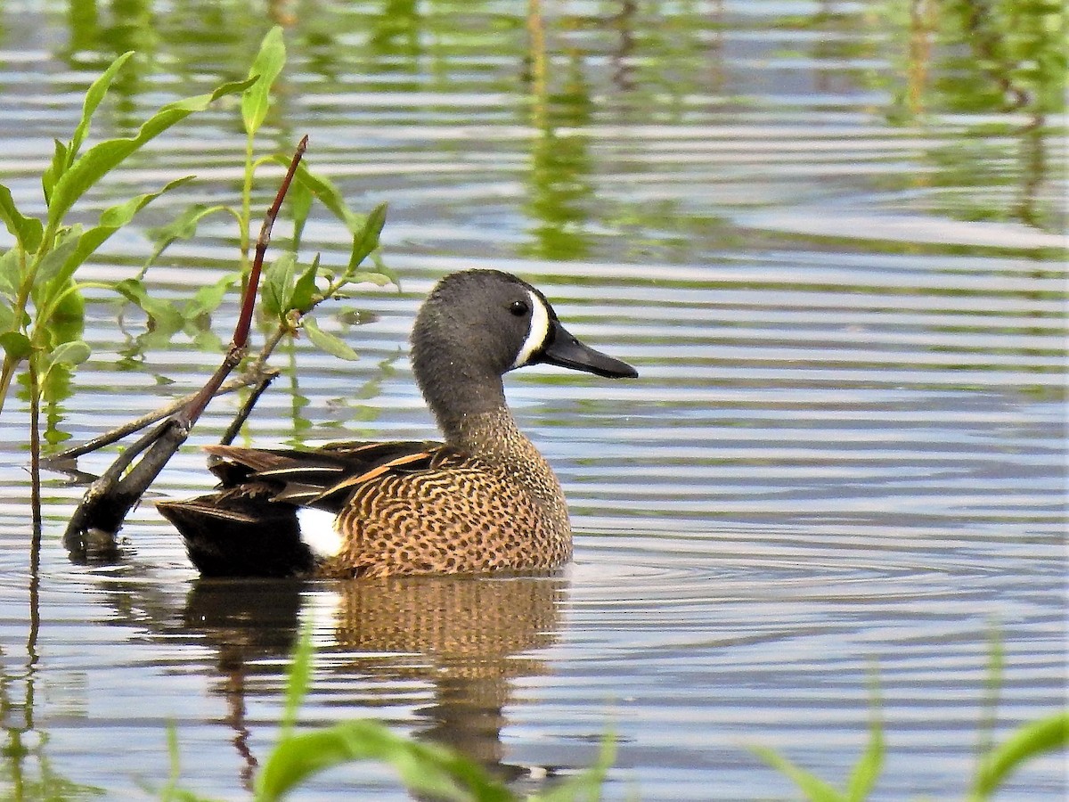 Blue-winged Teal - ML237333941