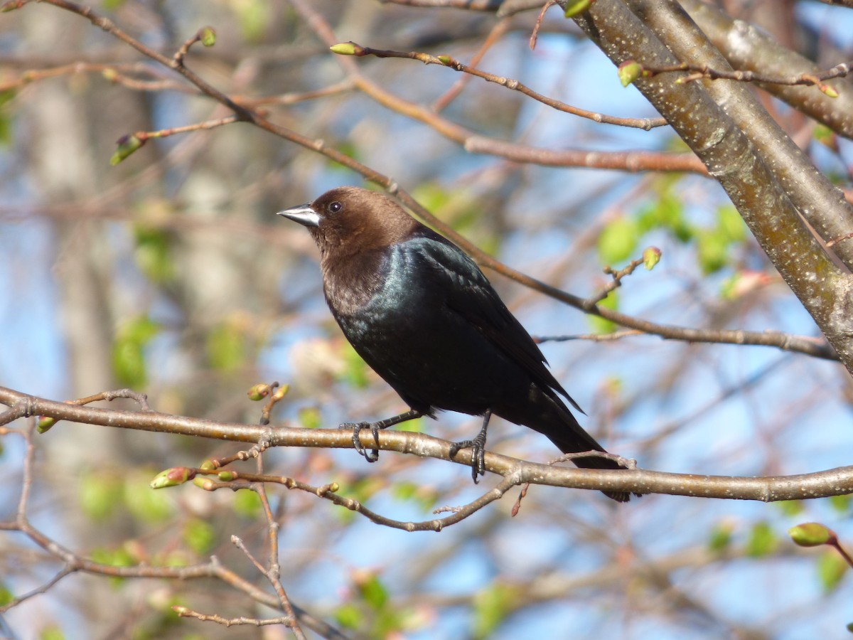 Brown-headed Cowbird - ML237334311