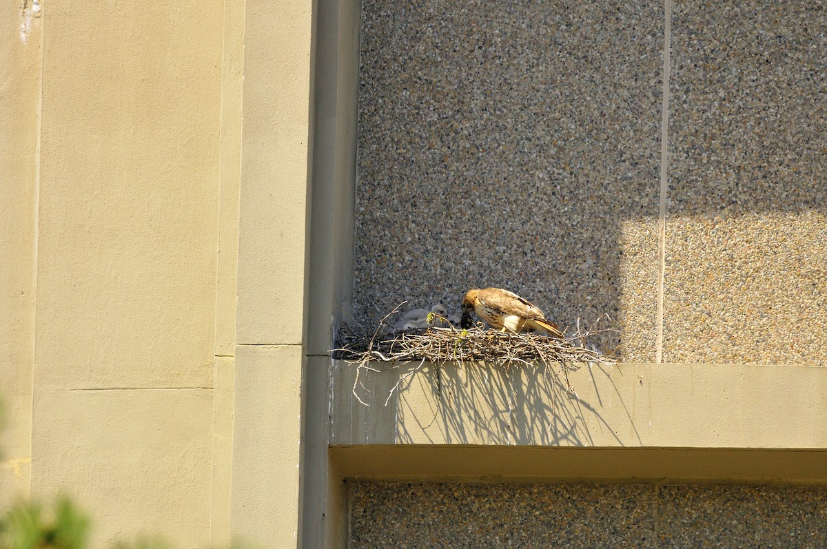 Red-tailed Hawk - Mary Magistro