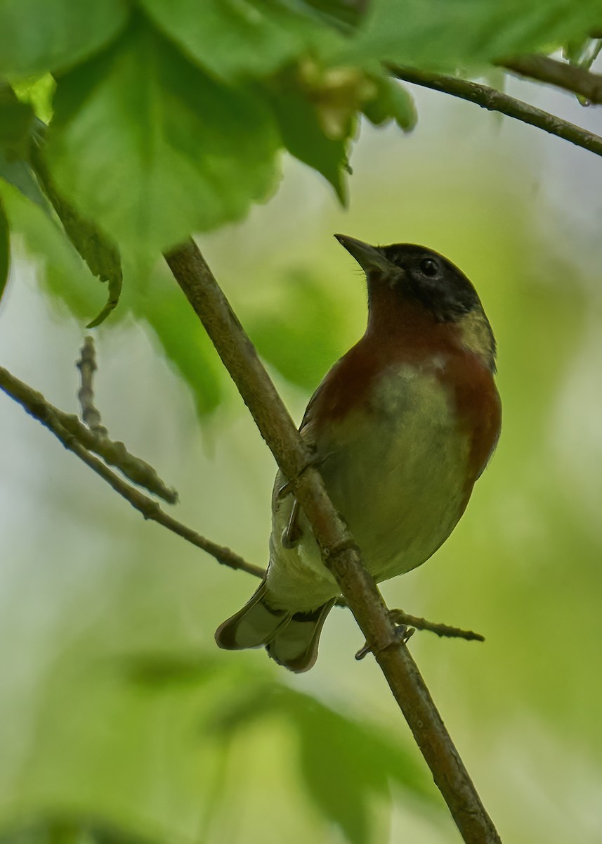 Bay-breasted Warbler - David Lewis