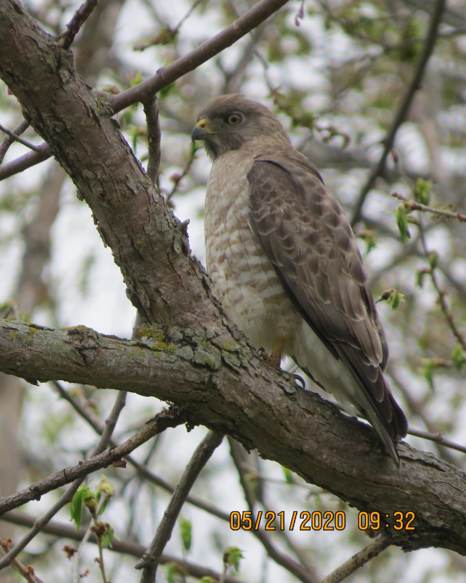 Broad-winged Hawk - ML237339311