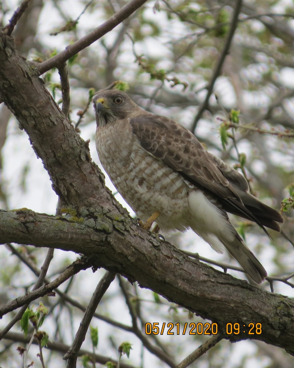 Broad-winged Hawk - ML237339371