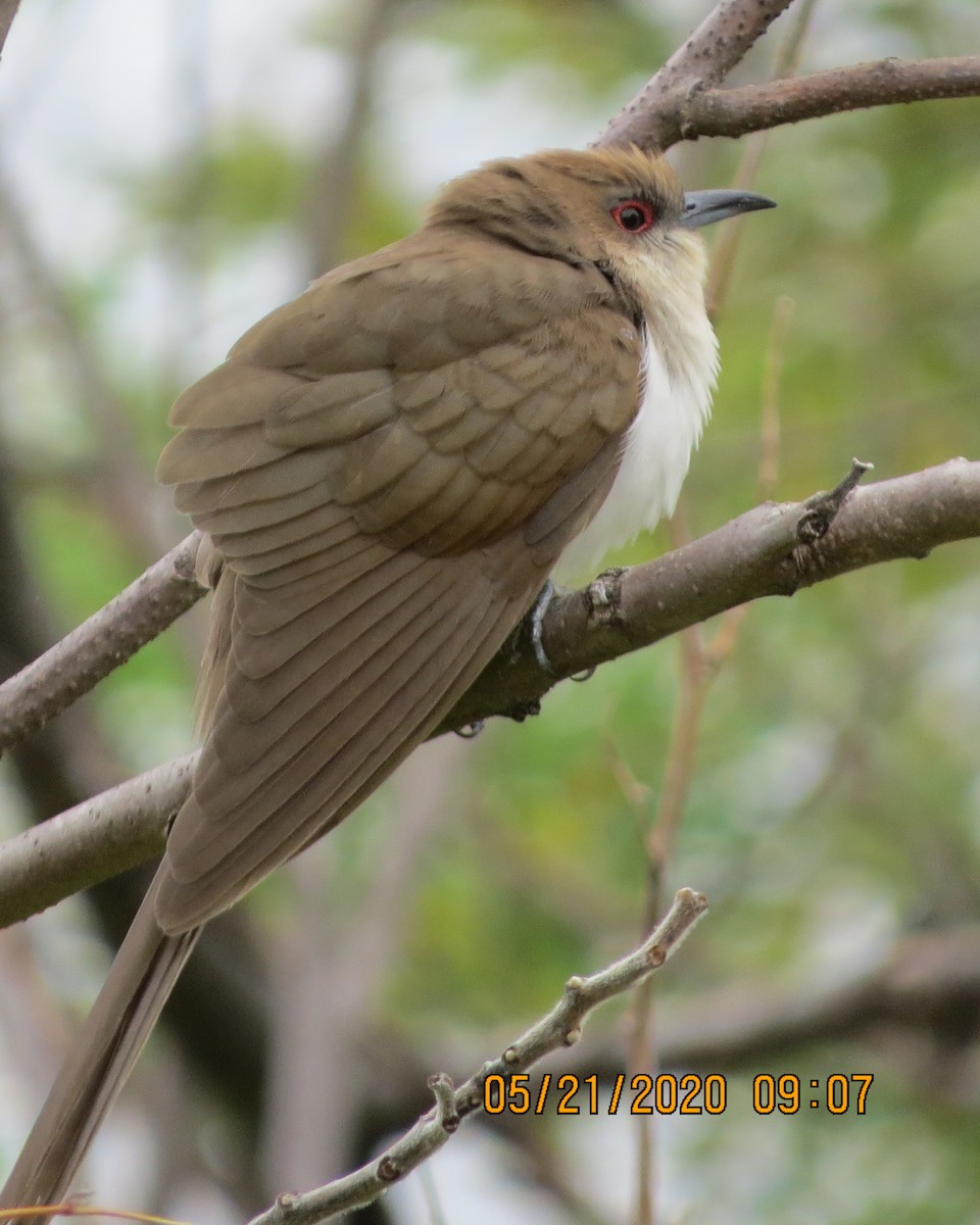 Black-billed Cuckoo - ML237339891
