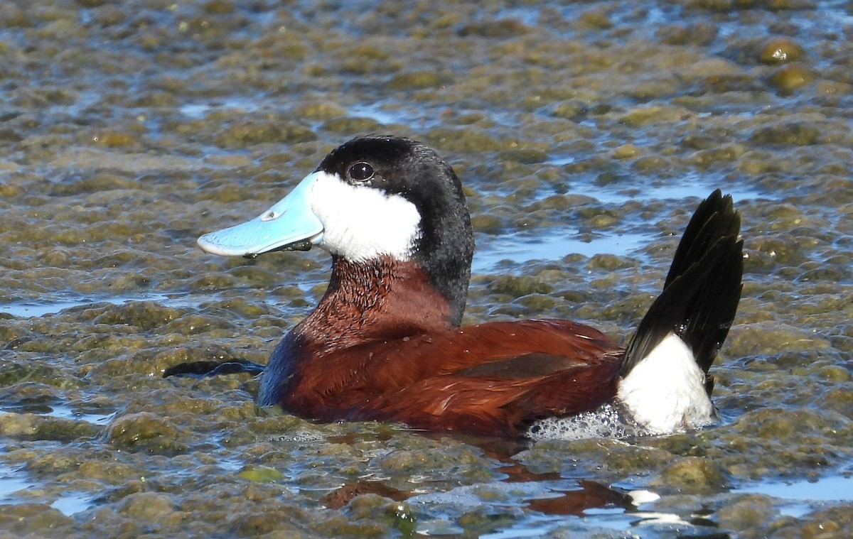 Ruddy Duck - Greg Cross