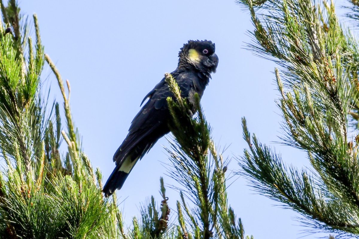 Yellow-tailed Black-Cockatoo - ML237340431