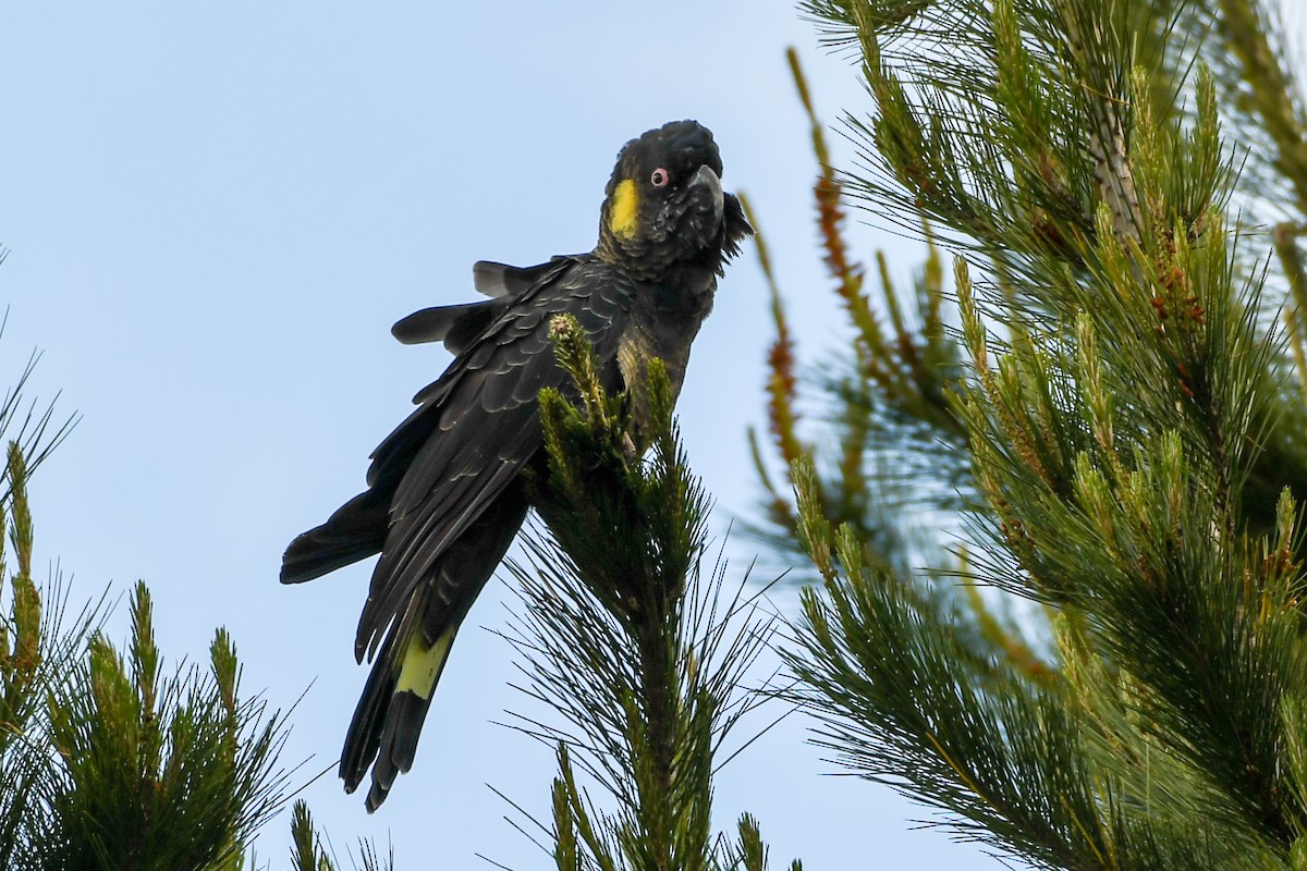 Cacatúa Fúnebre Coliamarilla - ML237340921