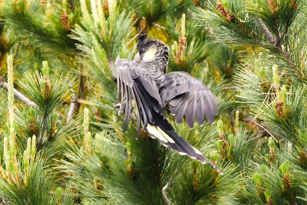 Yellow-tailed Black-Cockatoo - ML237340971