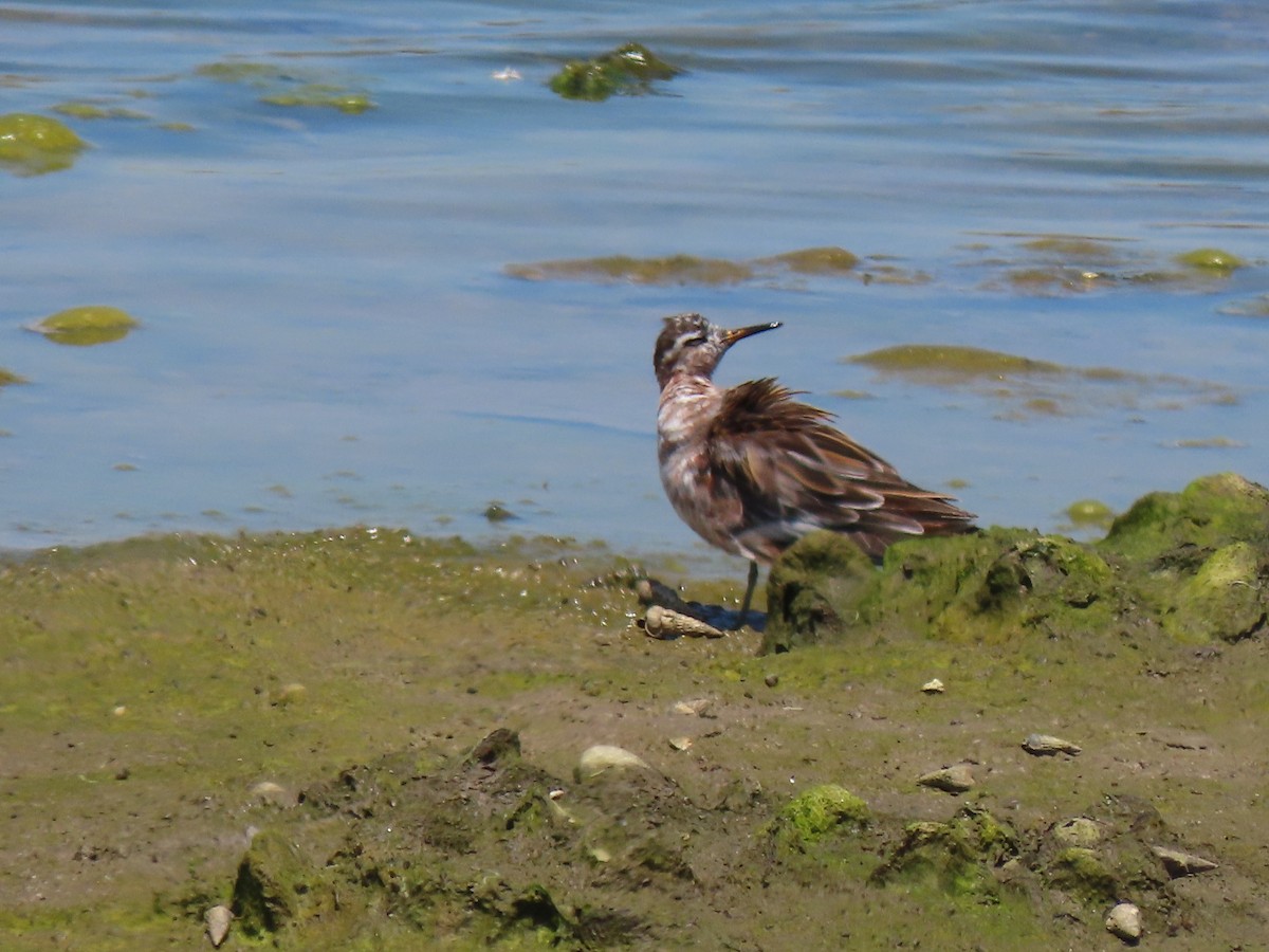 Phalarope à bec large - ML237341161