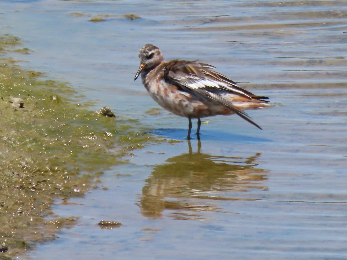 Phalarope à bec large - ML237341191