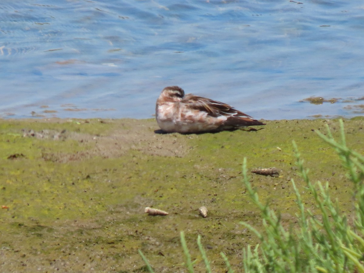 Phalarope à bec large - ML237341211