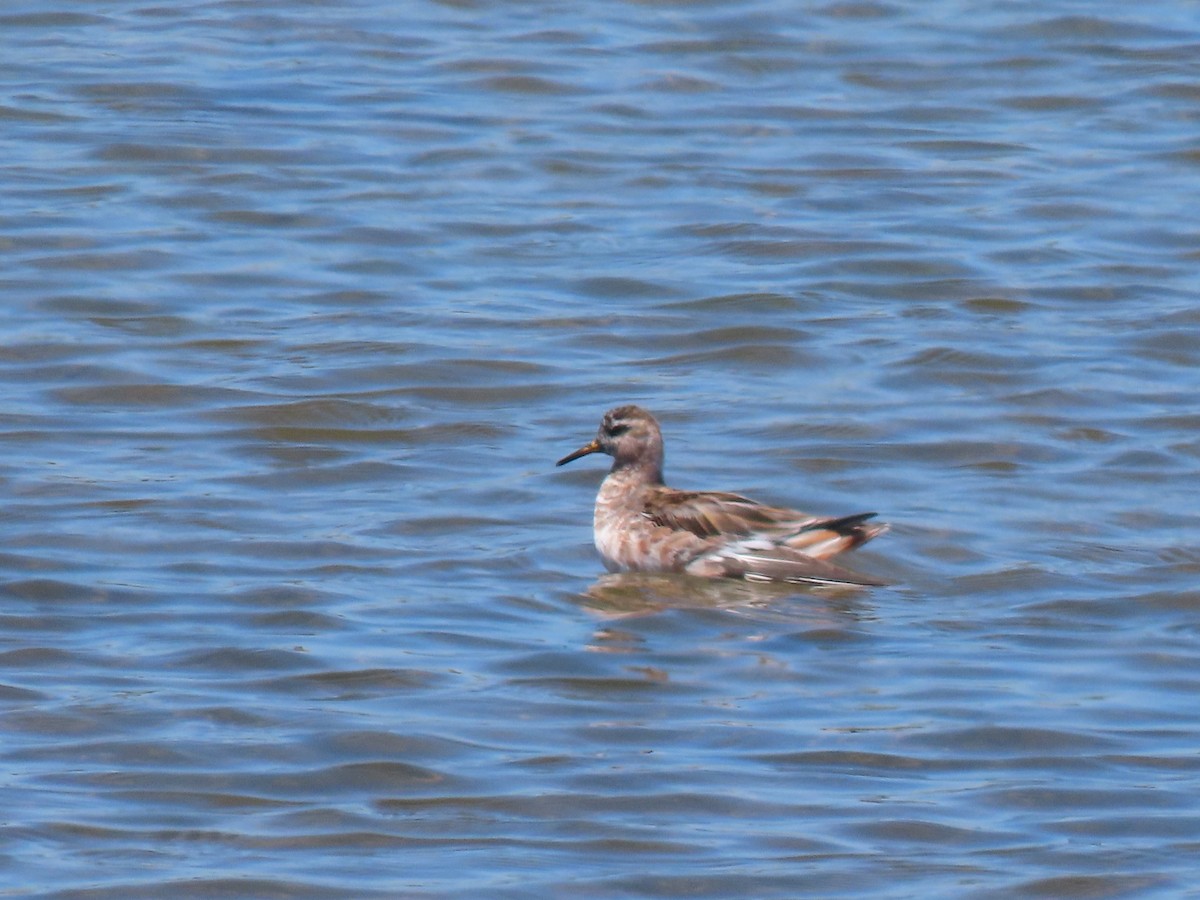 Phalarope à bec large - ML237341231