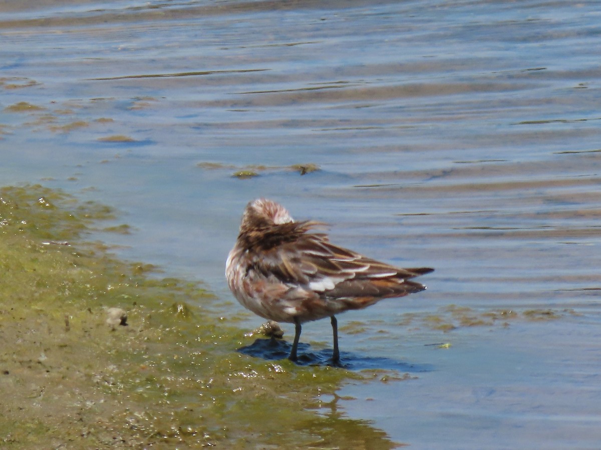 Phalarope à bec large - ML237341241