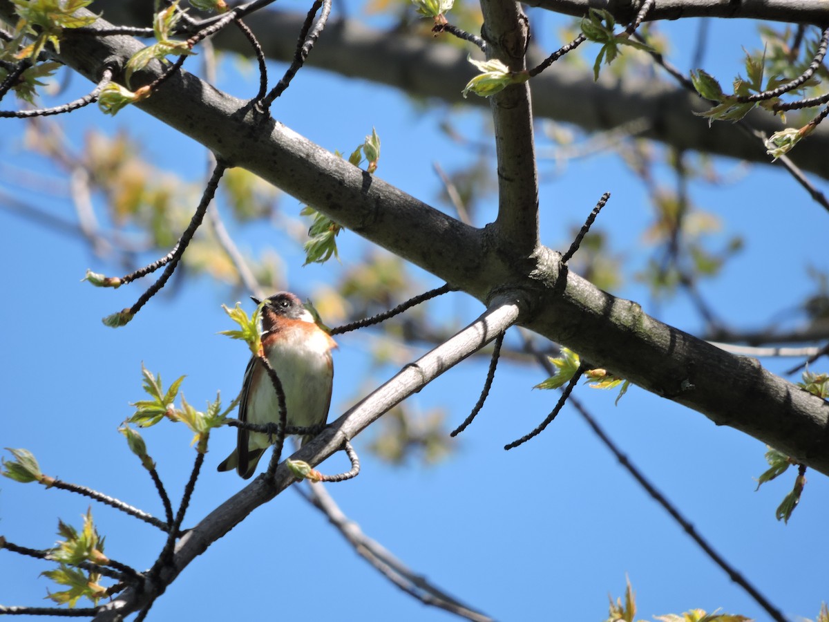 Bay-breasted Warbler - Mike Morgante