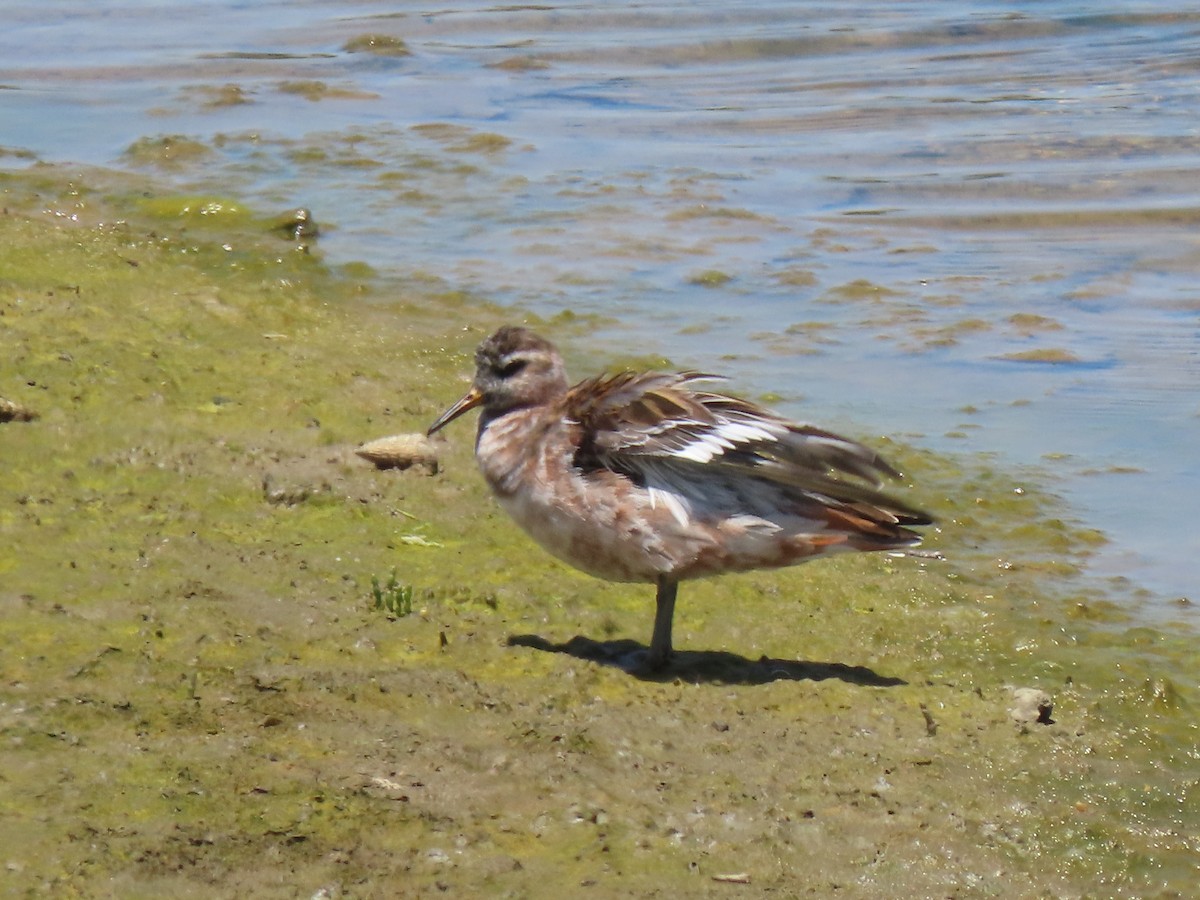 Phalarope à bec large - ML237341361