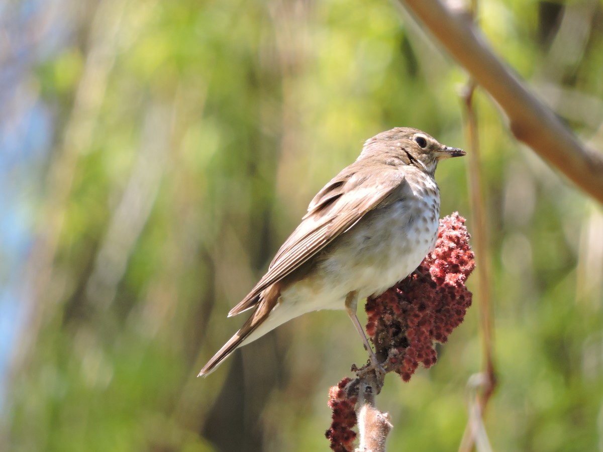 Swainson's Thrush - ML237341651