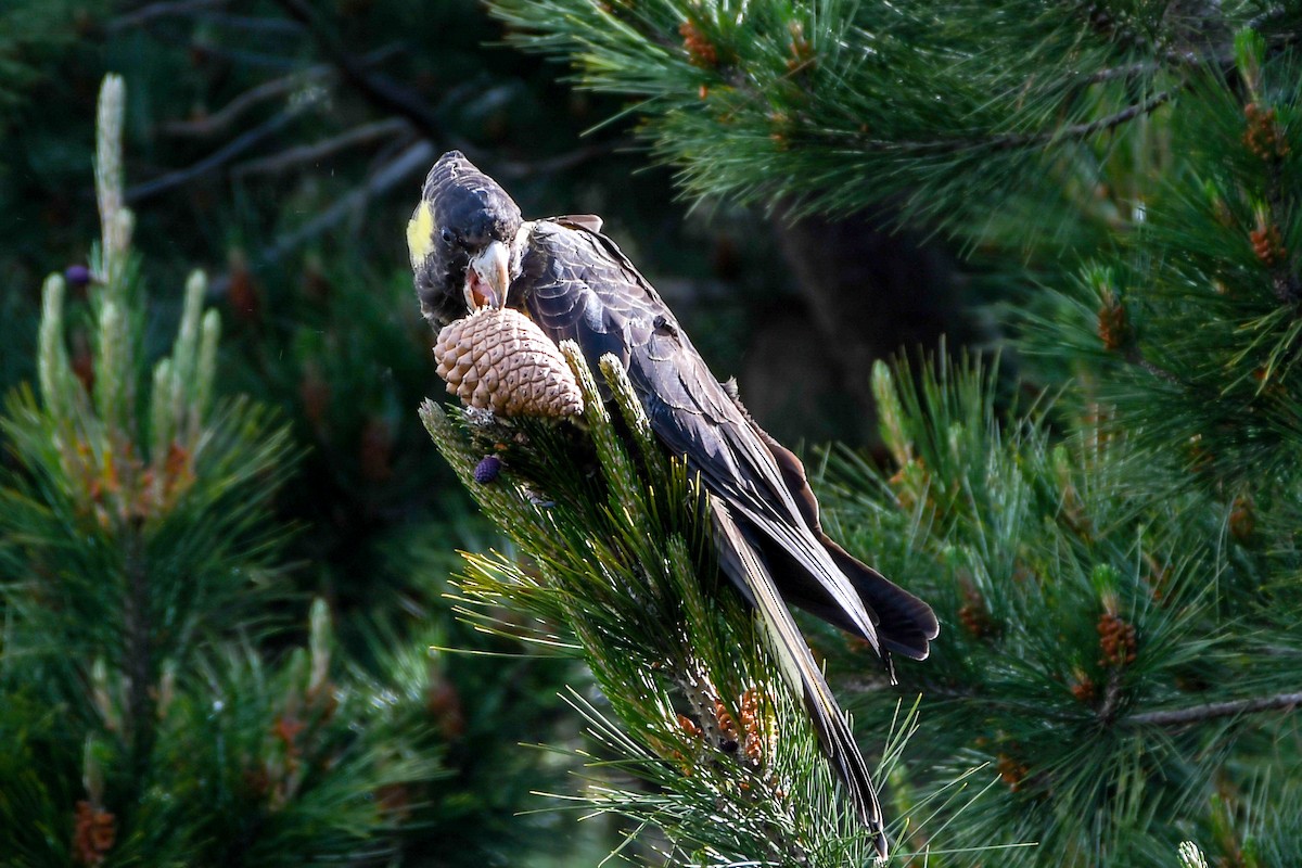 Yellow-tailed Black-Cockatoo - ML237341731