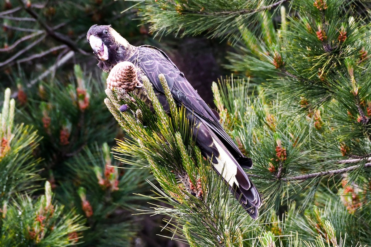 Yellow-tailed Black-Cockatoo - ML237341891