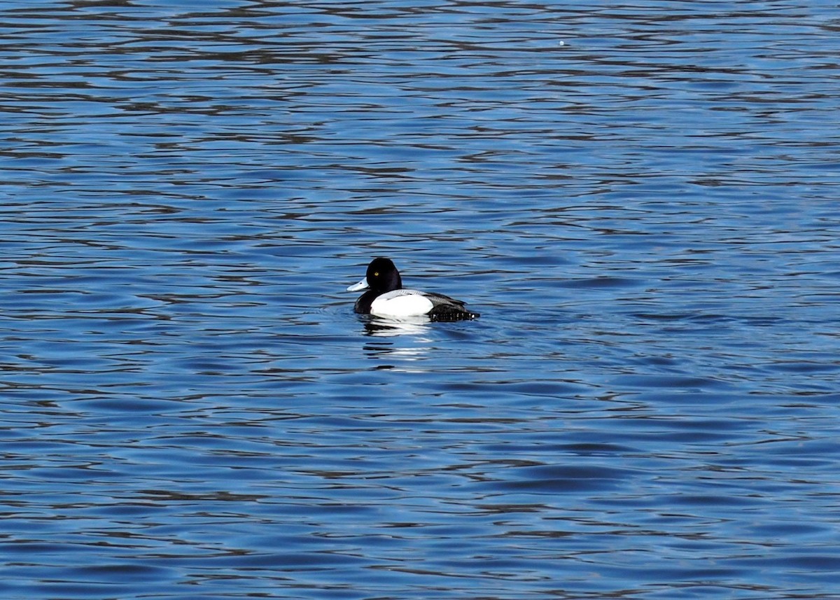 Lesser Scaup - ML237342241