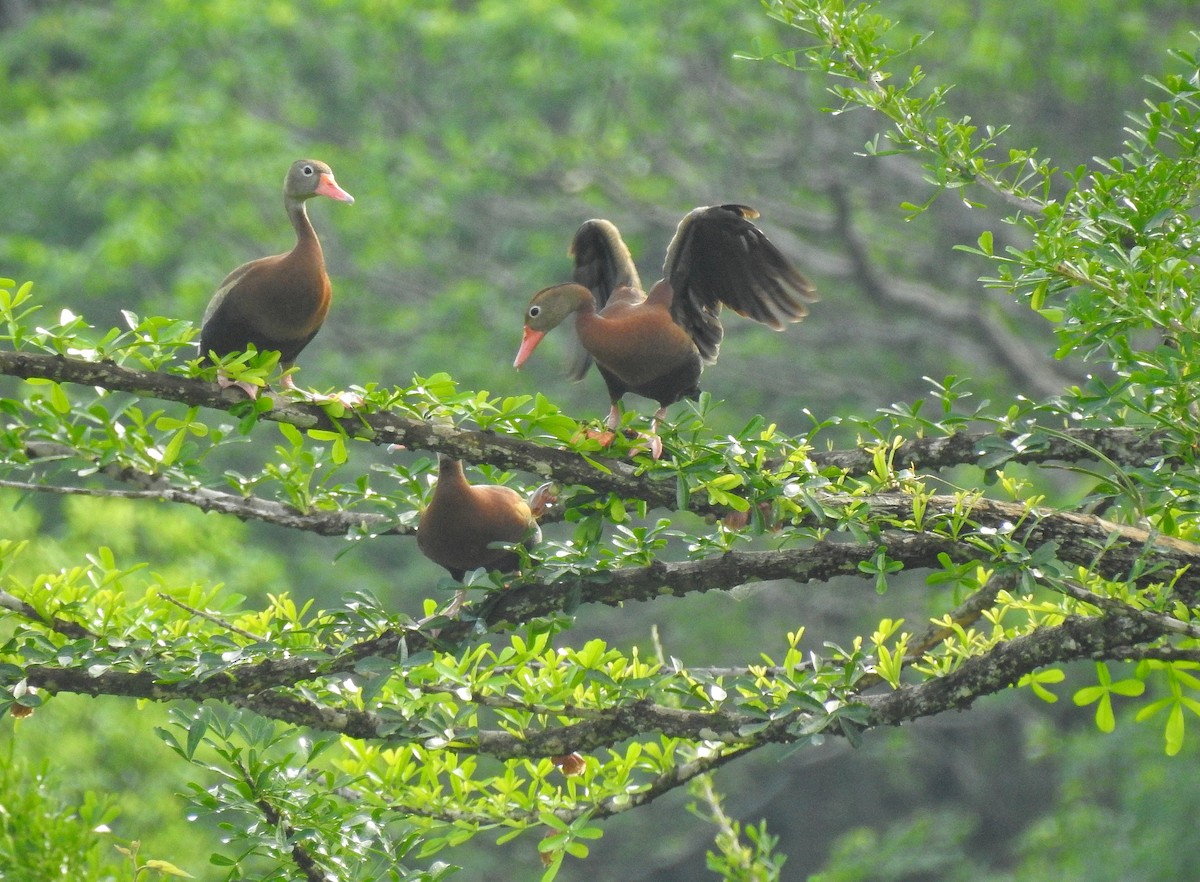 Black-bellied Whistling-Duck - ML237342251