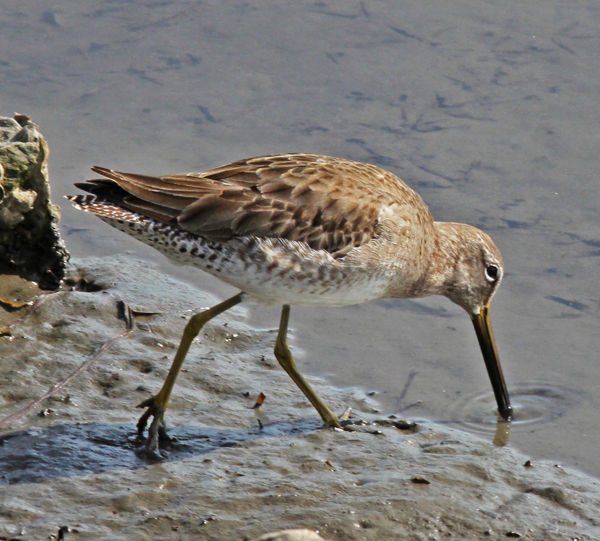 Long-billed Dowitcher - ML23734301