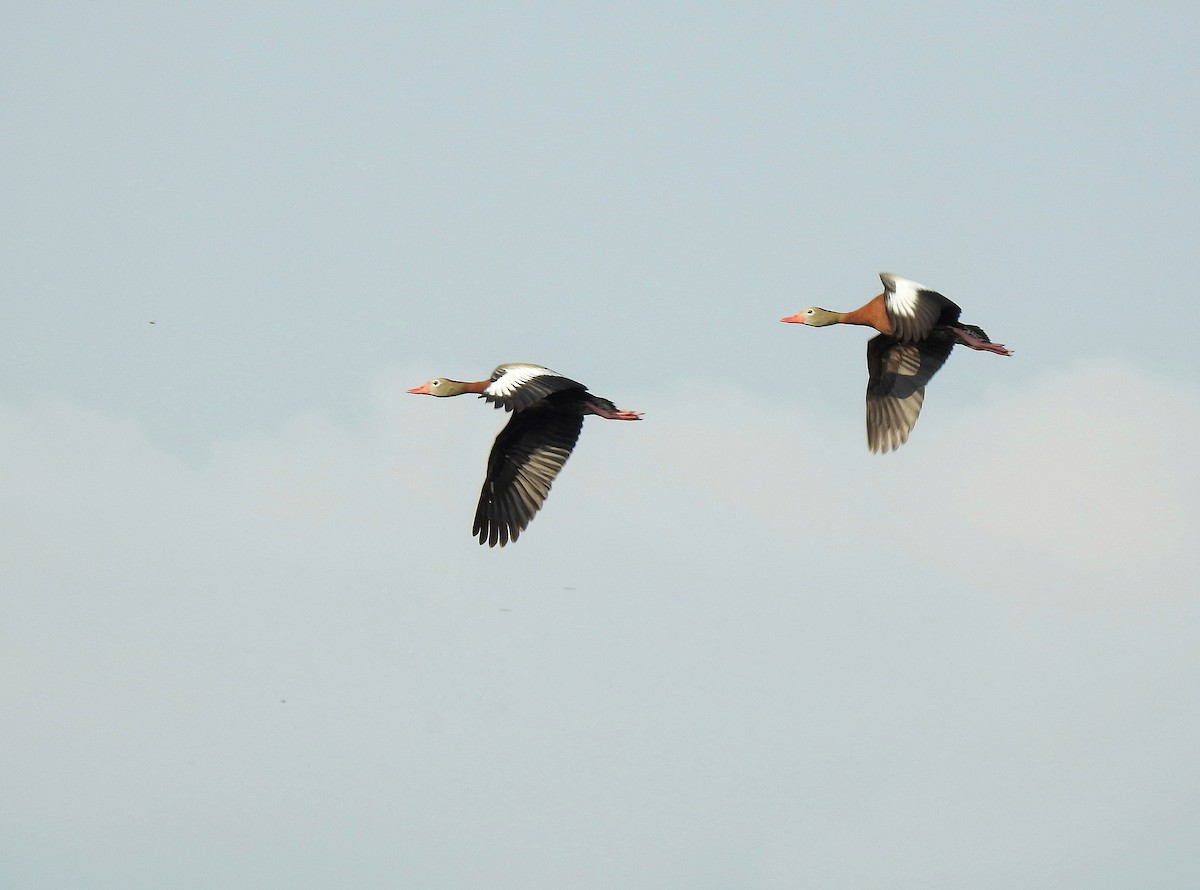 Black-bellied Whistling-Duck - ML237343751