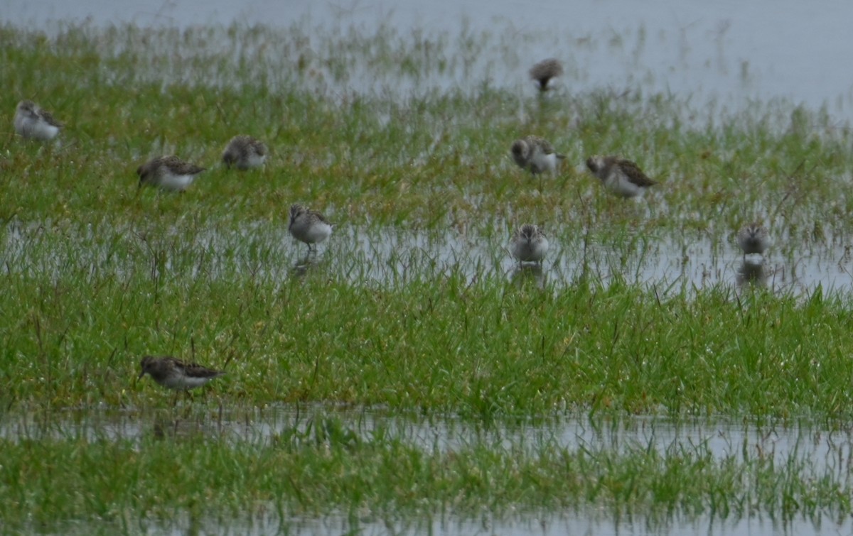 Wiesenstrandläufer - ML237343951